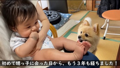 赤ちゃんを見つめる犬