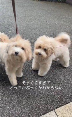 そっくりなワンコ2匹6