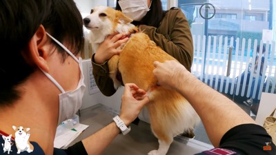 注射をされるつむぎちゃん