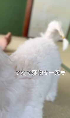 編み込まれたしっぽ