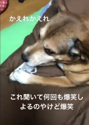 愛犬がイタズラをしていた
