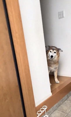 耳を下げるごん太郎くん