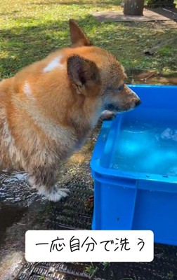 もう一度プールに入るぷりんちゃん