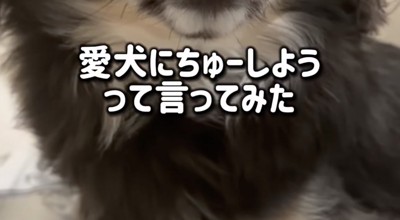「ちま、ちゅーしよう？」