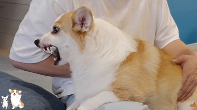 動こうとしたら激怒!