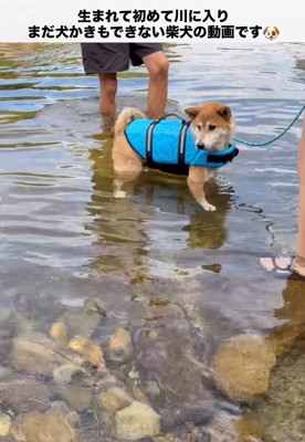 浅さに戸惑う柴犬
