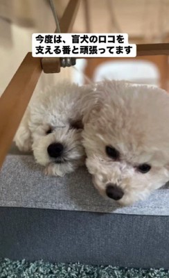 今ではお世話係も務めてるとか！