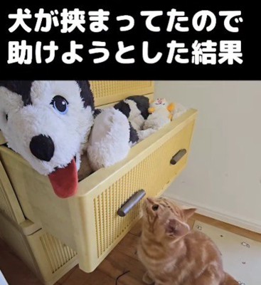 はっちゃんが挟まってる!