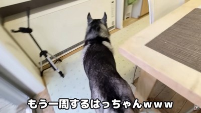 「どこ行っちゃったんだろう?」とウロウロ…