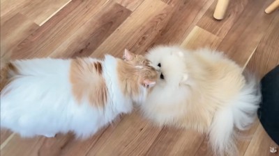 ポテチくんとレモンさんの再会8