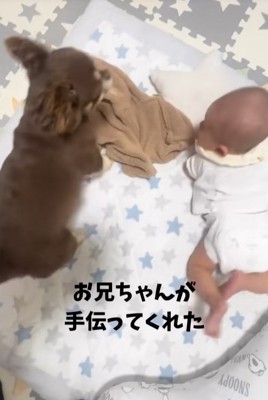 チワワと寝返りした赤ちゃん
