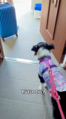 スーツケースをひいて玄関を出る男性を見つめる犬