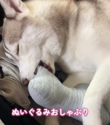 ぬいぐるみでおしゃぶり♡