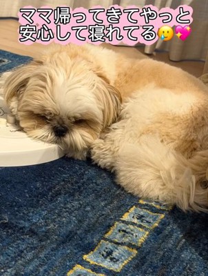 眠るkokoちゃん