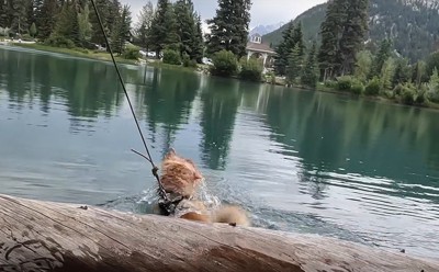 水に落ちた犬