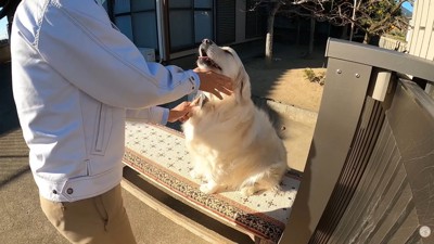 ブラッシング中