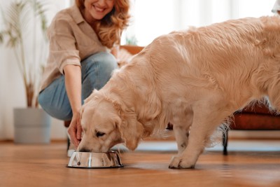 ご飯を食べる犬