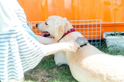 シャンプーで洗われる大型犬