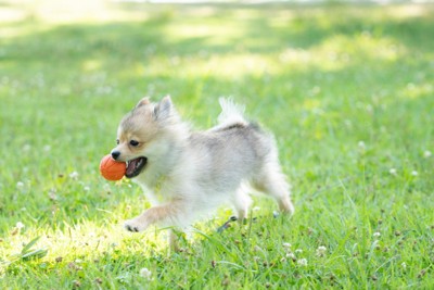 ボール遊びをする仔犬のポメラニアン