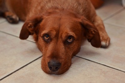 ぐったりする犬