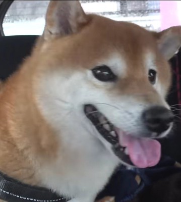 柴犬のハチくん