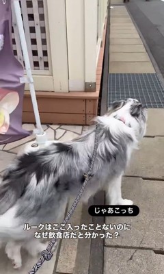 お店に案内してくれるルークくん6