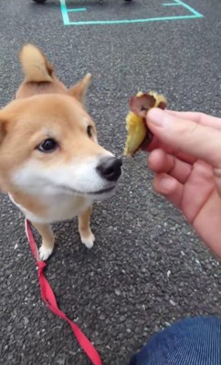 「♪イモイモイモ」