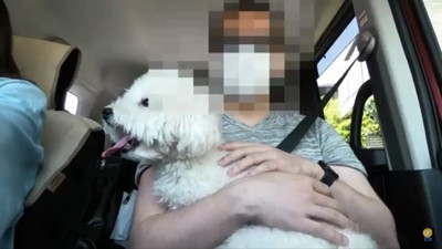 病院へ行く迷子犬1