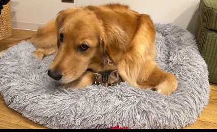ヒナちゃんの懐に潜り込む子猫