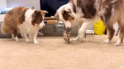 ワンコたちと子猫の再会3