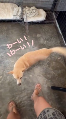 外に向かう女性についてくるクリーム色の犬