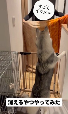 ゴロちゃんのドッキリへの反応