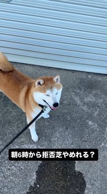 目を細める犬