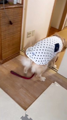 飼い主に注意される犬