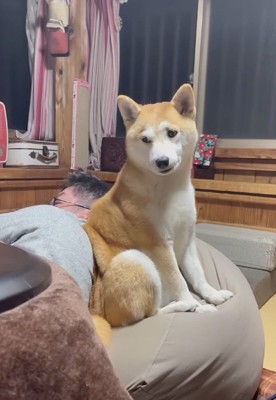 カメラの方を向く犬