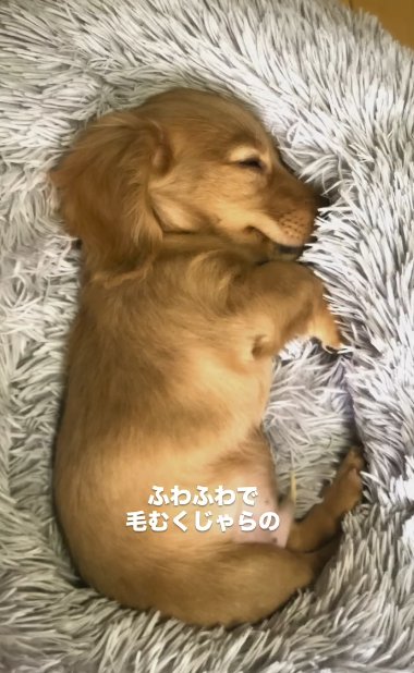 ペットベッドで眠るカニヘンダックスフンドのパピー