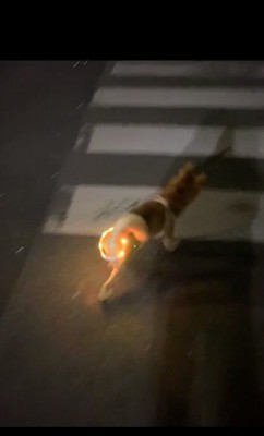 軽快に歩くしもんくん