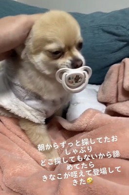 頭を撫でられる犬