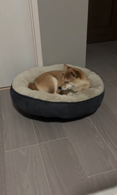 はむちゃんの寝落ち6