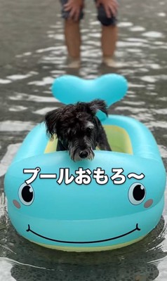 初めてプールに入ったそらまめ君⑩