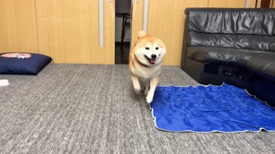 ウキウキで駆け寄ってきた♪