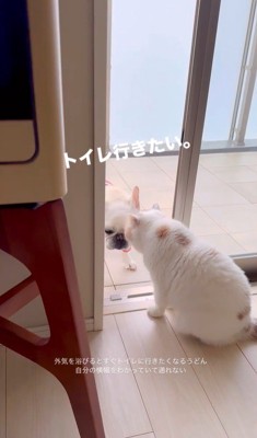 うどん君とあられちゃんの愉快なやり取り