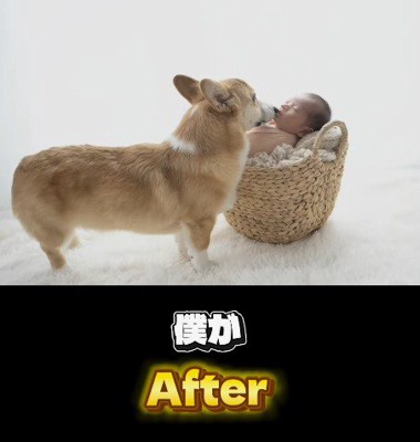 眠っている赤ちゃんに顔を寄せる犬