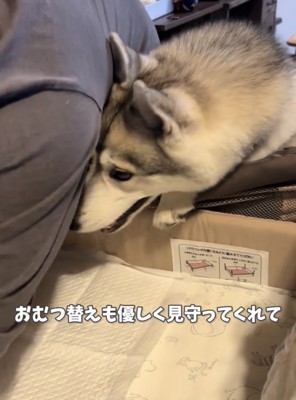 お世話を見守る犬