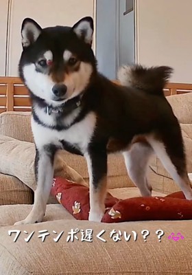 立ち上がって見つめる柴犬