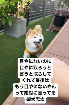 棚の横で舌を出している柴犬