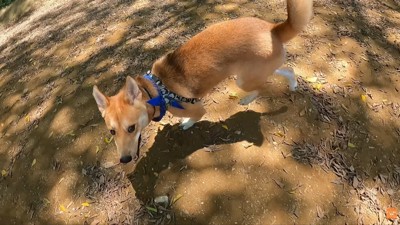 楽しそう!