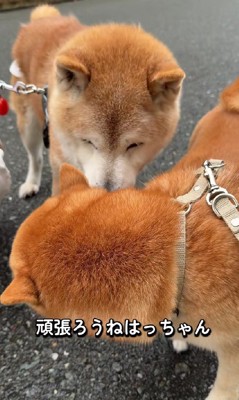 エールを送っていたのかも?