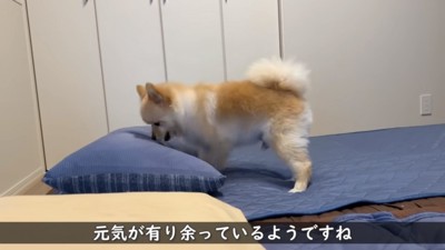 元気が有り余っているポメくん