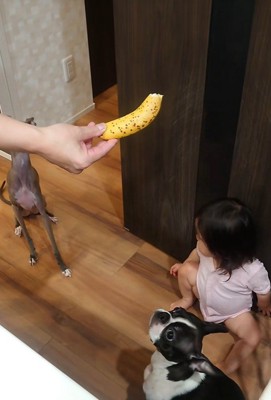 バナナを欲しがる赤ちゃんとワンコたち4